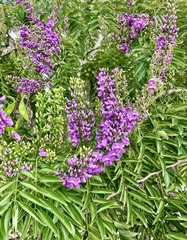 Lonchocarpus