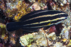 Chlorurus microrhinos