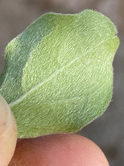 Malpighia diversifolia