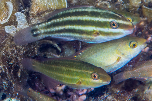 Pacific Bullethead Parrotfish