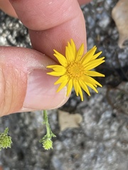 Xanthisma scabrellum