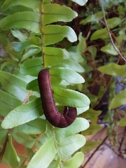 Callopistria floridensis