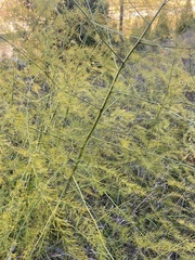 Asparagus officinalis