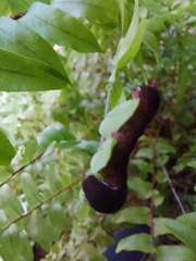 Callopistria floridensis