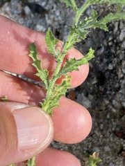 Xanthisma scabrellum