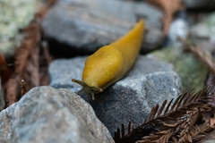 Ariolimax dolichophallus