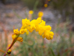 Synaphea