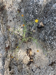 Xanthisma scabrellum