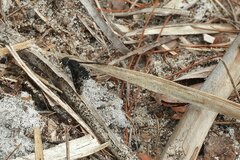 Anthrax striatipennis