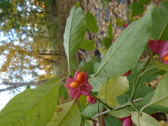 Euonymus europaeus