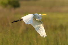 Ardea alba