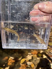 Chrosomus erythrogaster