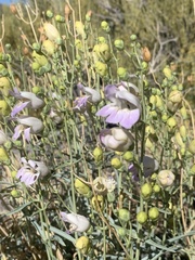 Penstemon fruticiformis