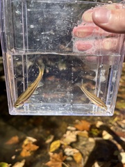 Chrosomus erythrogaster