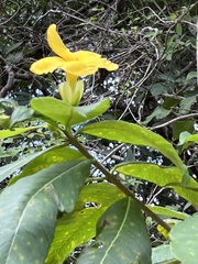 Tabernaemontana glabra