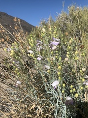 Penstemon fruticiformis