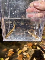 Chrosomus erythrogaster