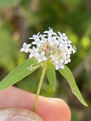 Mitracarpus floribundus