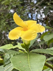 Tabernaemontana glabra