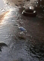 Egretta garzetta garzetta