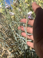 Penstemon fruticiformis