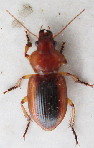 Boeomimetes
