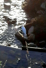 Egretta garzetta garzetta