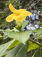 Tabernaemontana glabra