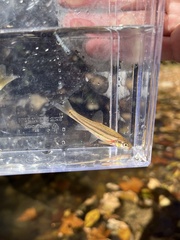 Chrosomus erythrogaster