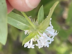 Mitracarpus floribundus