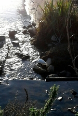 Egretta garzetta garzetta