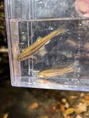 Chrosomus erythrogaster