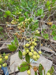 Conocarpus erectus