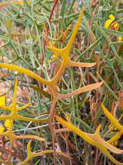 Synaphea