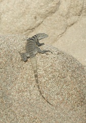 Ctenosaura hemilopha