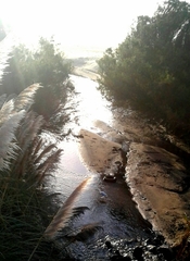 Egretta garzetta garzetta