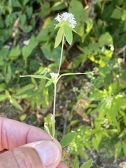 Mitracarpus floribundus