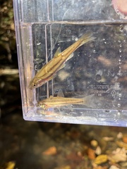 Chrosomus erythrogaster