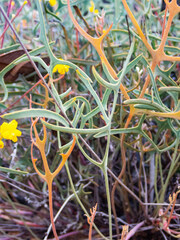 Synaphea