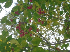 Euonymus europaeus