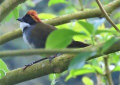 Arremon brunneinucha