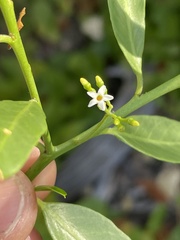 Vallesia glabra