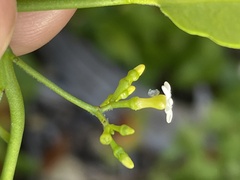 Vallesia glabra