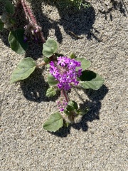 Abronia villosa villosa