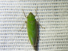 Draeculacephala inscripta