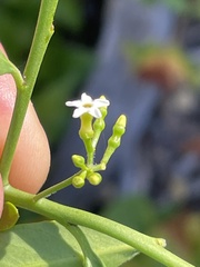 Vallesia glabra