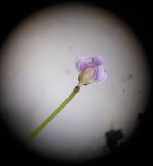 Utricularia livida