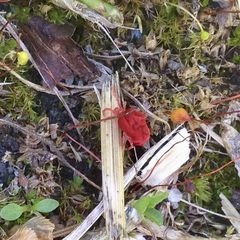 Acariformes