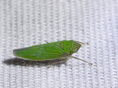 Draeculacephala inscripta