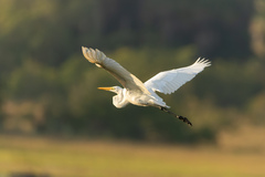Ardea alba